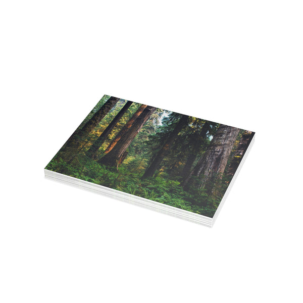 Olympic National Park Cedar Forest Postcard Bundle - Postcrossing Deal