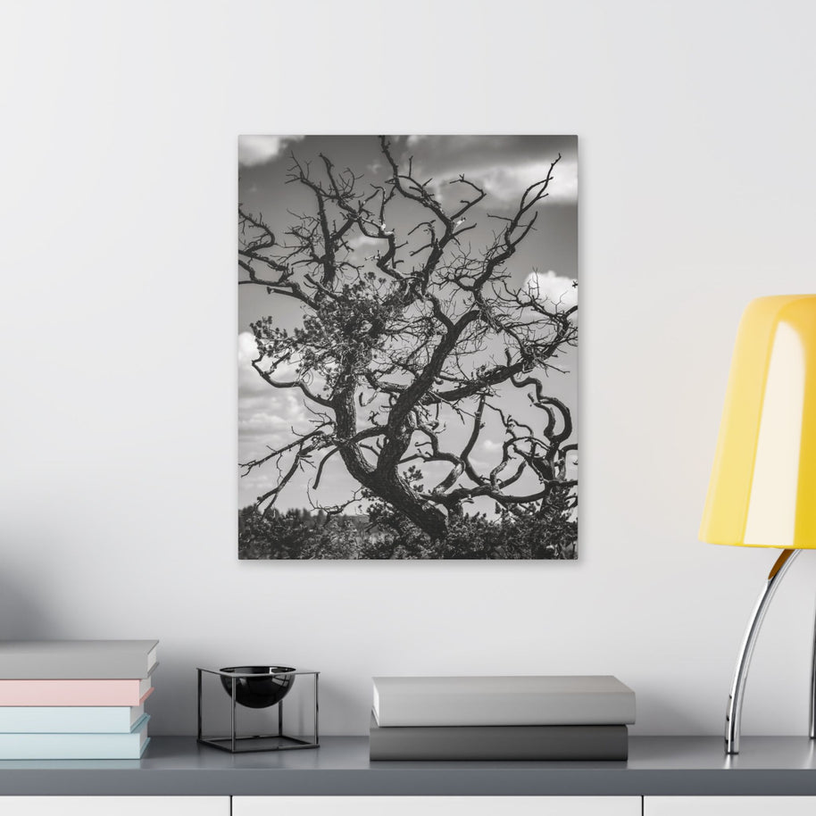 Southwest Tree Branches Photo Print, Black and White Photography