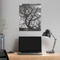 Southwest Tree Branches Photo Print, Black and White Photography