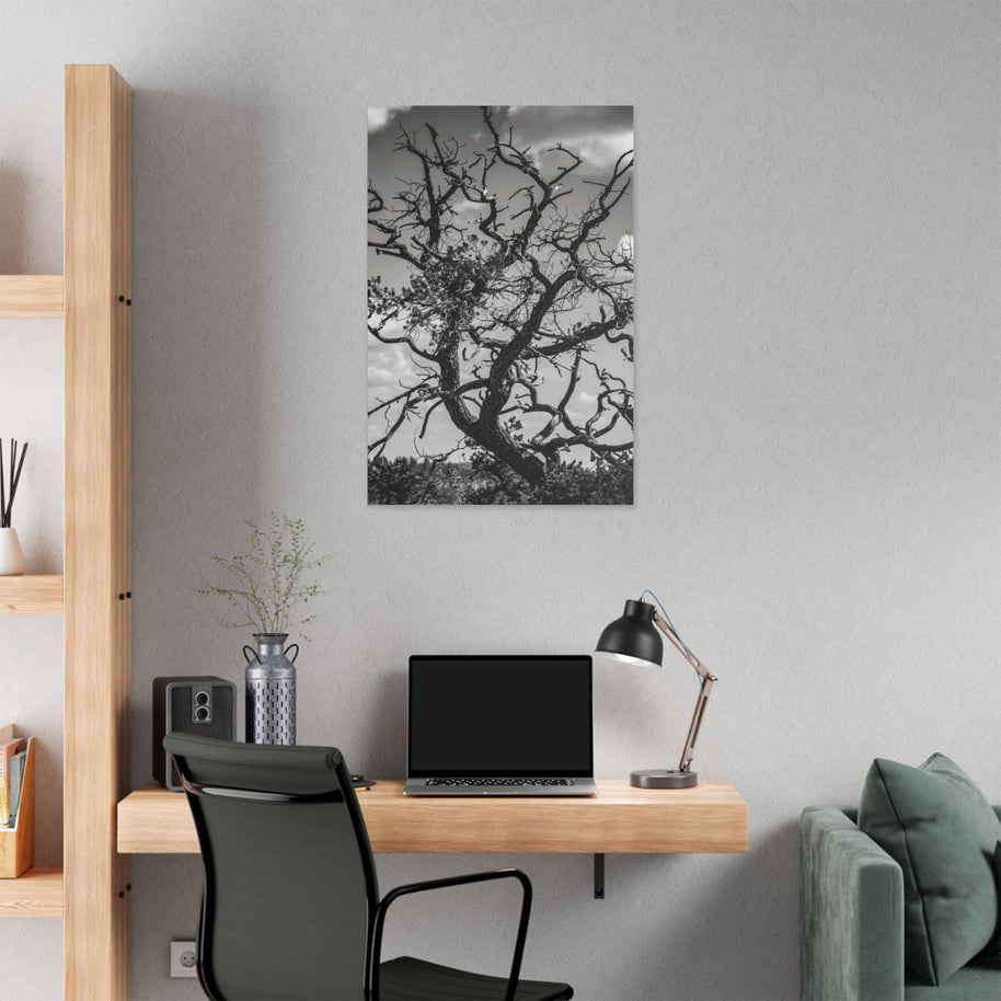 Southwest Tree Branches Photo Print, Black and White Photography