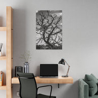 Southwest Tree Branches Photo Print, Black and White Photography