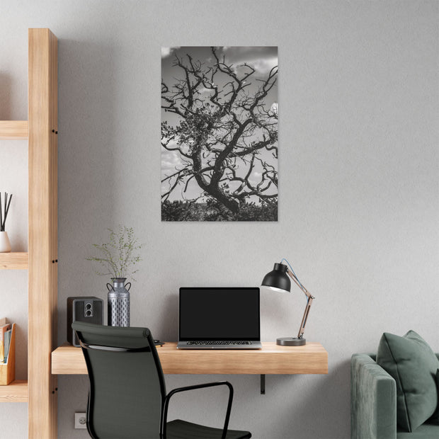 Southwest Tree Branches Photo Print, Black and White Photography