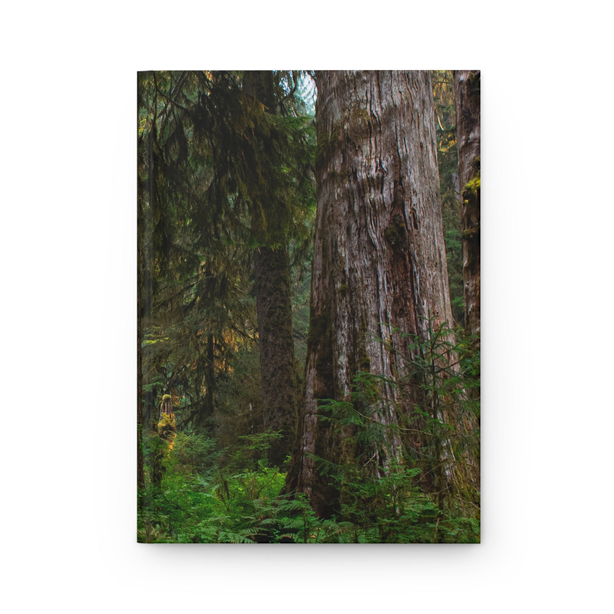 A vertical photographic print of a dense forest with tall tree trunks, green ferns, and hanging moss, shown against a plain white background.