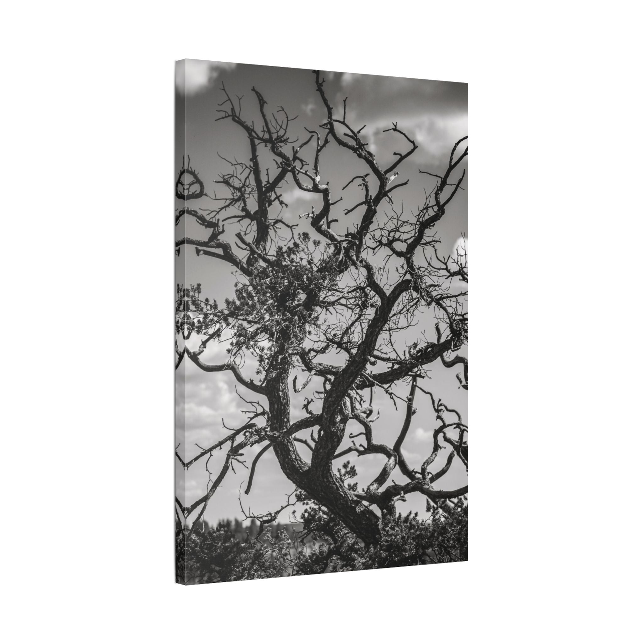 Southwest Tree Branches Photo Print, Black and White Photography