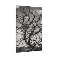 Southwest Tree Branches Photo Print, Black and White Photography