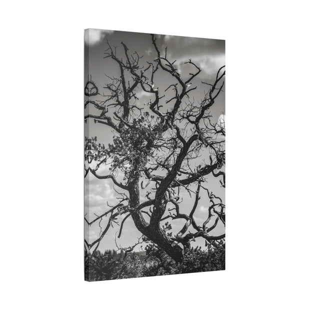 Southwest Tree Branches Photo Print, Black and White Photography