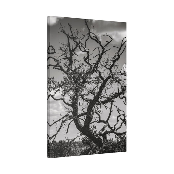 Southwest Tree Branches Photo Print, Black and White Photography