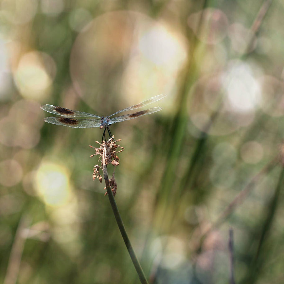 Dragonfly Photo Print, Montana Nature Photography, Insect Art