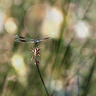 Dragonfly Photo Print, Montana Nature Photography, Insect Art