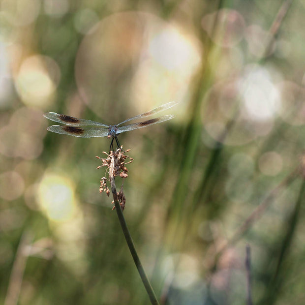 Dragonfly Photo Print, Montana Nature Photography, Insect Art