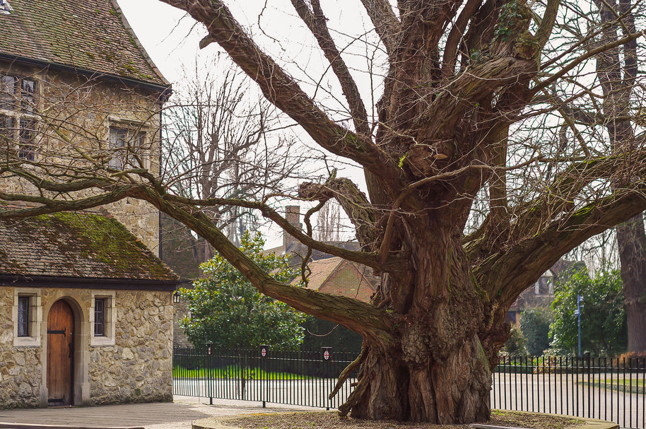Fotoabzug der alten Weide von Aylesford Priory