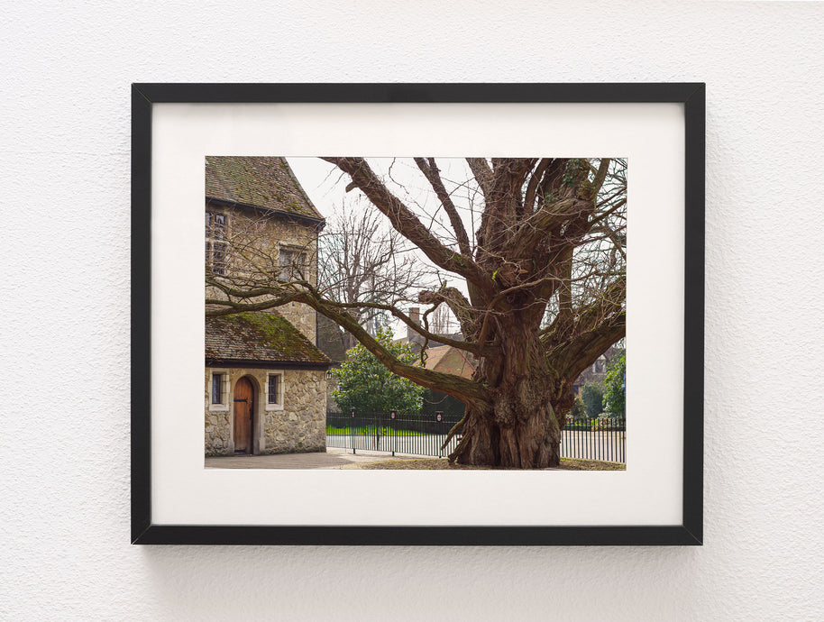 Fotoabzug der alten Weide von Aylesford Priory