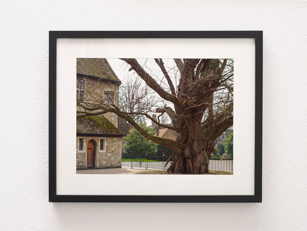 Aylesford Priory Ancient Willow Tree Photo Print