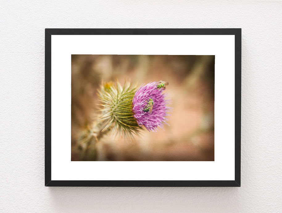 Green Bees and Thistle Fine Art Photo Print, Utah Desert