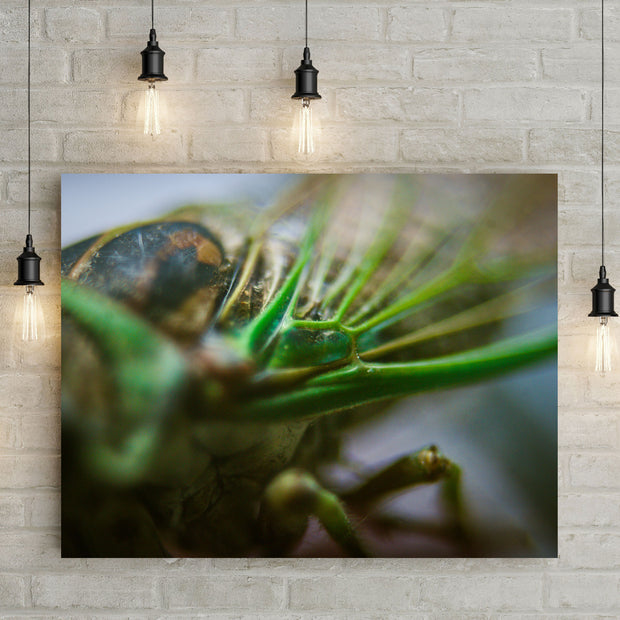 Cicada Closeup II, Insect Macro Photography Print