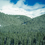 Colorado Treeline, Winter Scene Photography Print