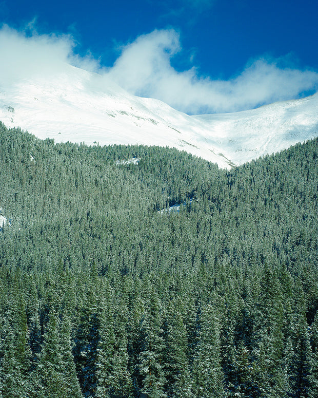 Colorado Treeline, Winter Scene Photography Print