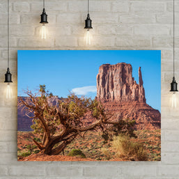 Monument Valley Photo Print, Juniper Tree, Arizona Wall Art
