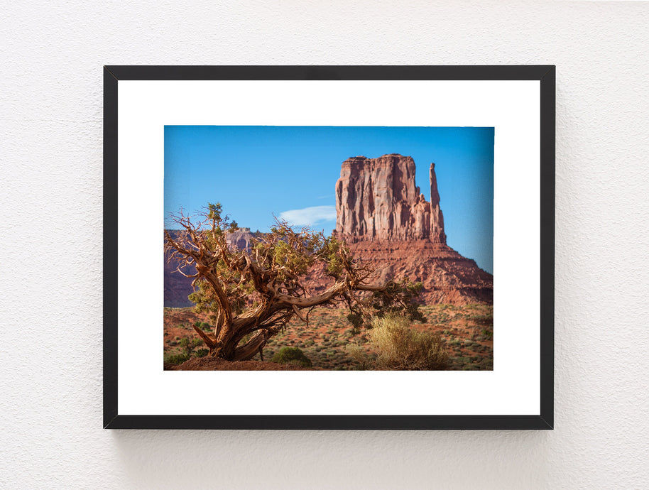 Monument Valley Photo Print, Juniper Tree, Arizona Wall Art