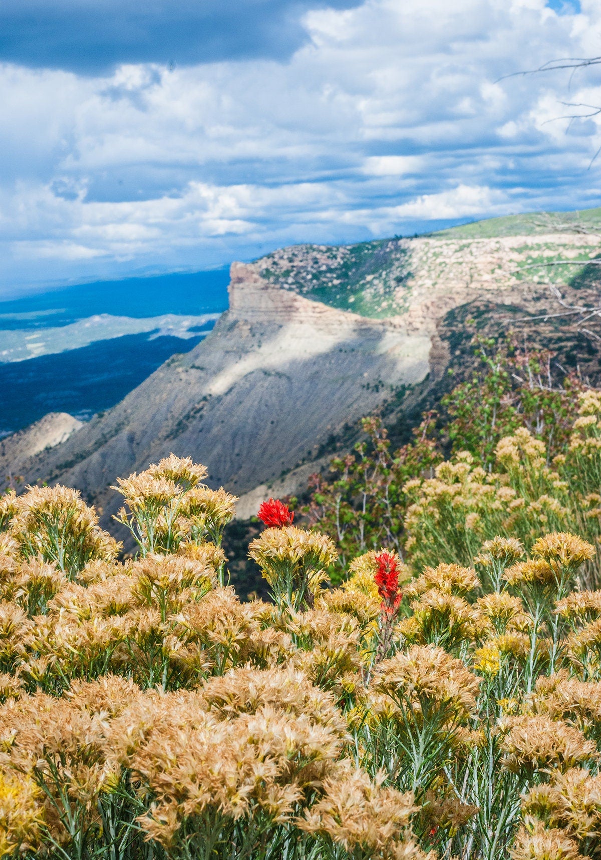 Mesa Verde Photo Print, Wildflowers in Colorado