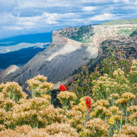 Mesa Verde Photo Print, Wildflowers in Colorado