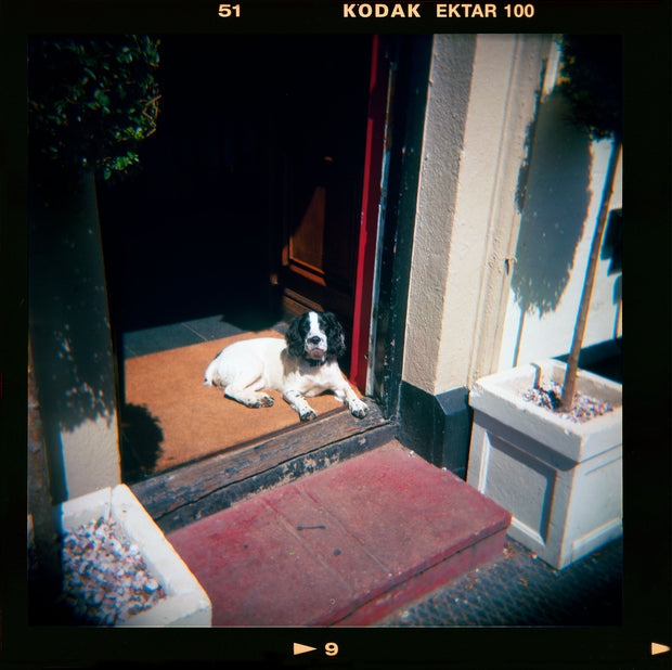 English Spaniel, Square Holga Photography Print