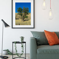 Hawk in a Tree Photo Print, Palouse Washington Photography, Farmland, Great Plains