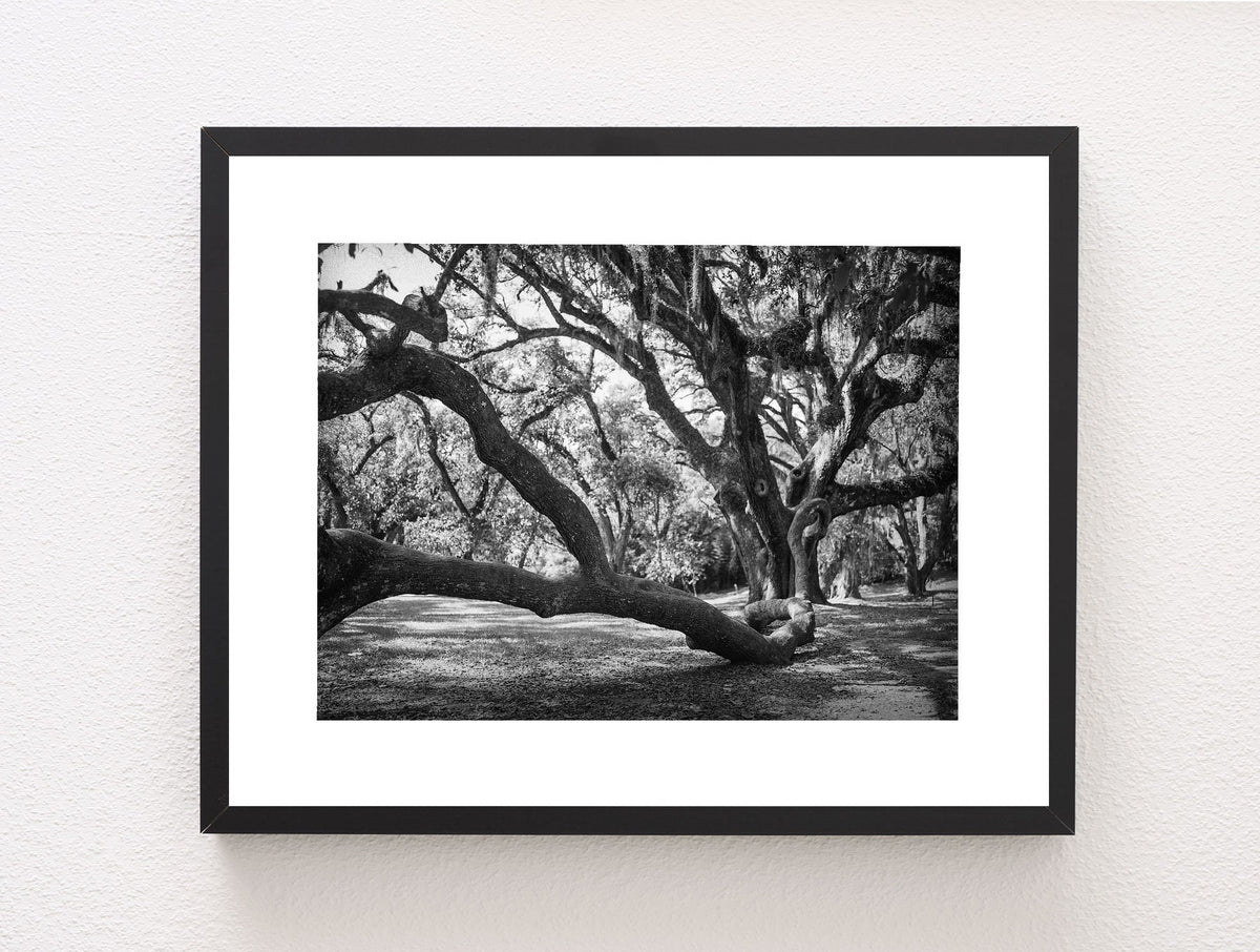 Louisiana Live Oak Photography Print, Jungle Gardens Nature Decor