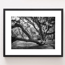 Louisiana Live Oak Photography Print, Jungle Gardens Nature Decor