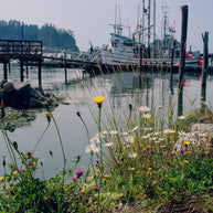 Wildflower Marina Photography Print | La Push Washington