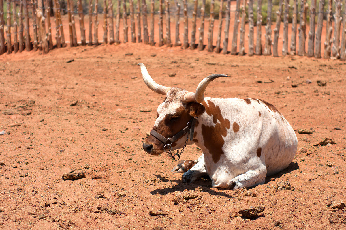 Longhorn in arizona photo paper print showing a white and brown spotted longhorn cow resting on reddish dirt