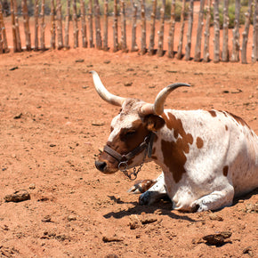 Longhorn in arizona photo paper print showing a white and brown spotted longhorn cow resting on reddish dirt