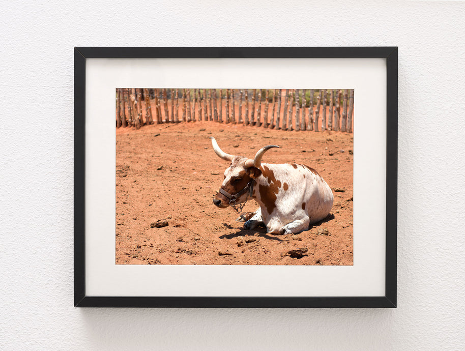 Framed photo paper print of a white and brown spotted longhorn cow resting on reddish dirt in arizona