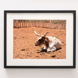 Framed photo paper print of a white and brown spotted longhorn cow resting on reddish dirt in arizona