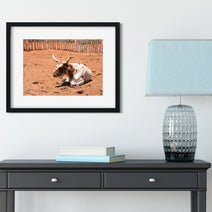 Black-framed longhorn in arizona western photography print on photo paper showing white and brown cow resting on reddish dirt