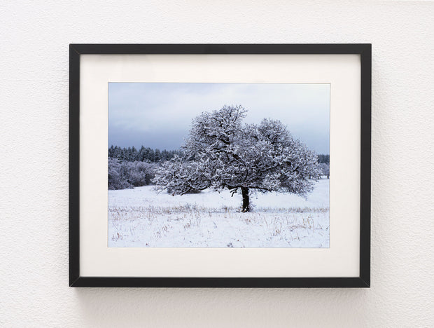 Snowy Gambel Oak, San Juan Mountains, Colorado Photo Print