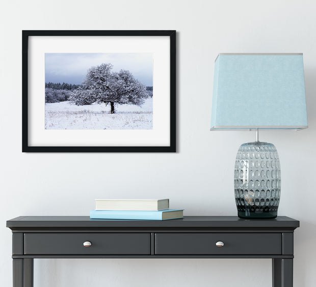 Snowy Gambel Oak, San Juan Mountains, Colorado Photo Print