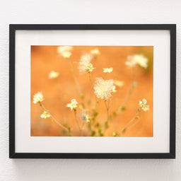 Floral Wall Art, Desert Flower Fine Art Photography Print