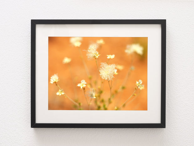 Floral Wall Art, Desert Flower Fine Art Photography Print