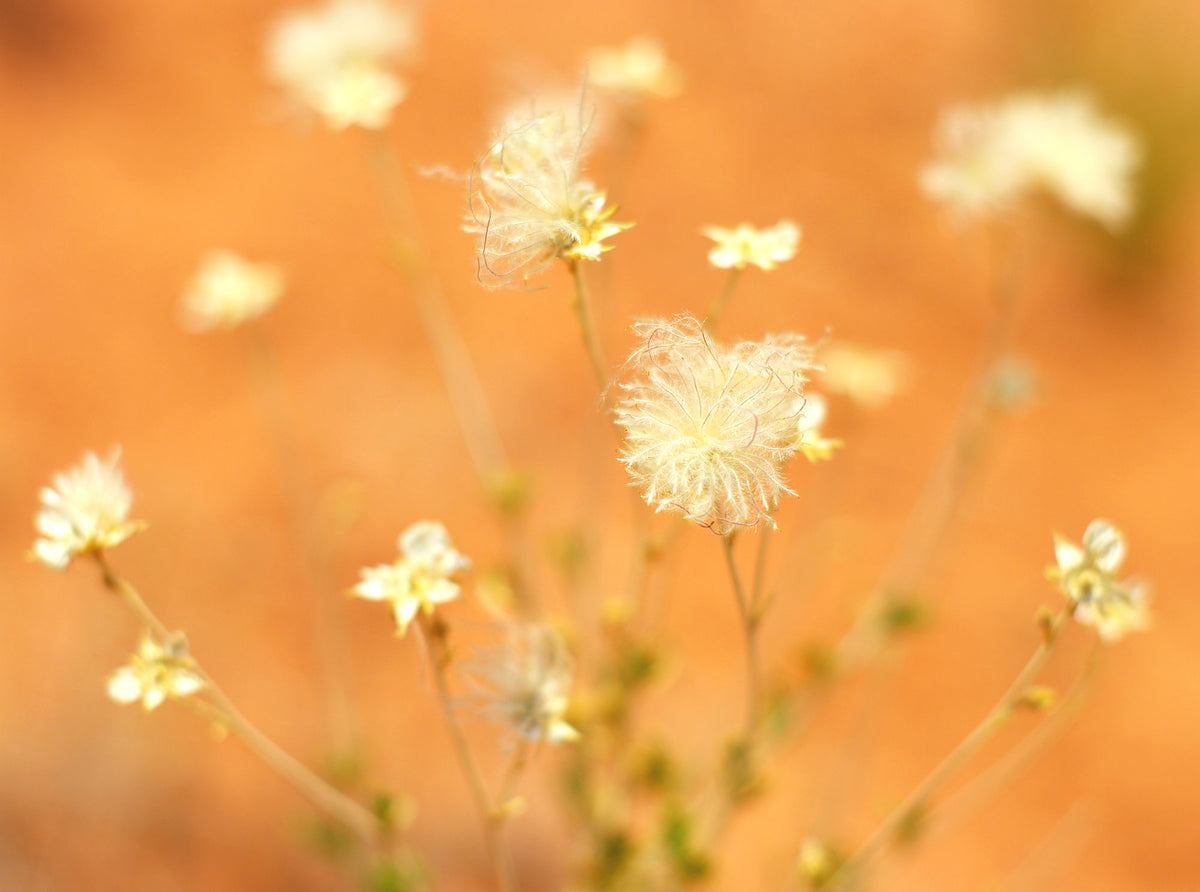 Floral Wall Art, Desert Flower Fine Art Photography Print