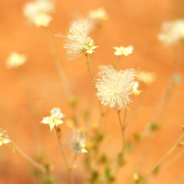 Floral Wall Art, Desert Flower Fine Art Photography Print