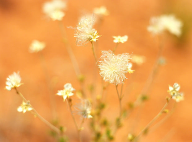 Floral Wall Art, Desert Flower Fine Art Photography Print