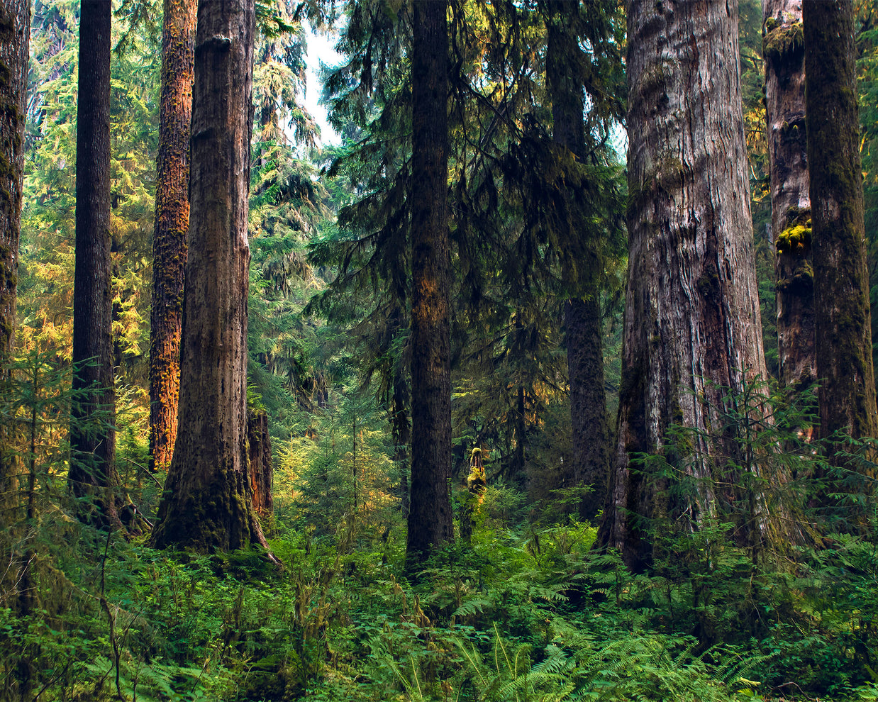 Deep and Dense, Hoh Rain Forest, Olympic National Park Photography Print