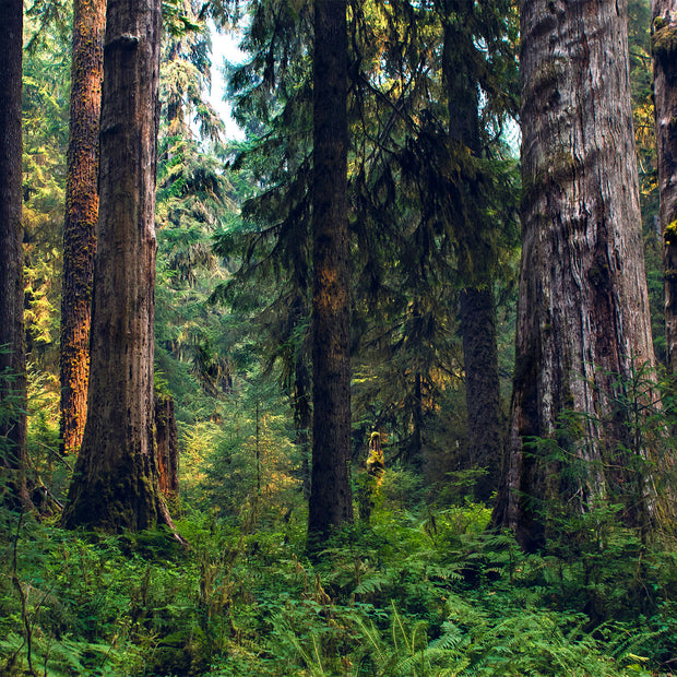 Deep and Dense, Hoh Rain Forest, Olympic National Park Photography Print
