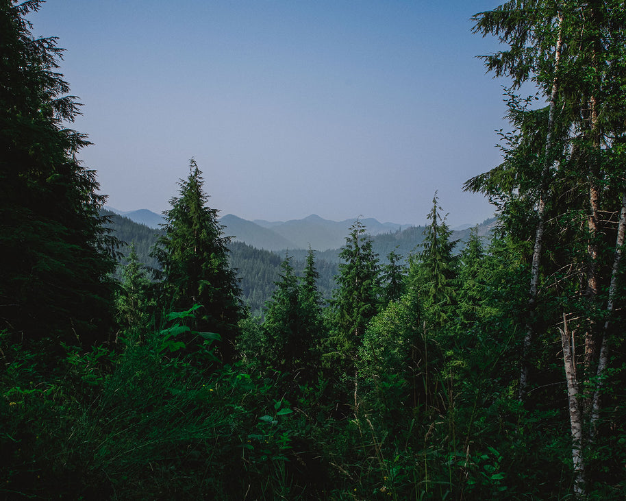 Tirage photo de forêt ensoleillée et moussue, parc national Olympique
