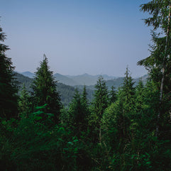 Tirage photo de forêt ensoleillée et moussue, parc national Olympique