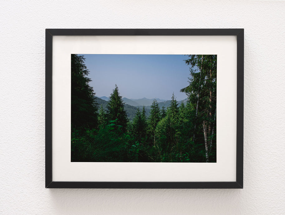 Tirage photo de forêt ensoleillée et moussue, parc national Olympique