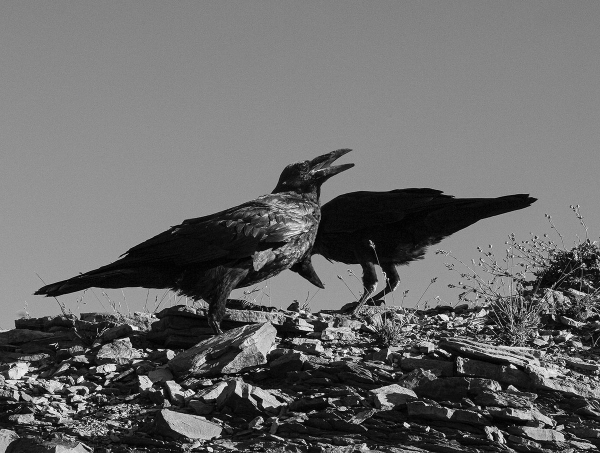 Ravens in Glacier, Black and White Photo Print