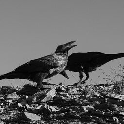 Ravens in Glacier, Black and White Photo Print
