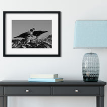 Ravens in Glacier, Black and White Photo Print